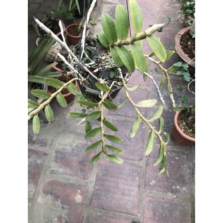 giò lan phi điệp tím cánh bầu 6 ngọn