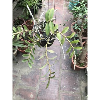 giò lan phi điệp tím cánh bầu 6 ngọn