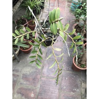 giò lan phi điệp tím cánh bầu 6 ngọn