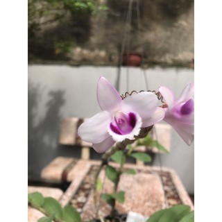 giò lan phi điệp tím cánh bầu 6 ngọn