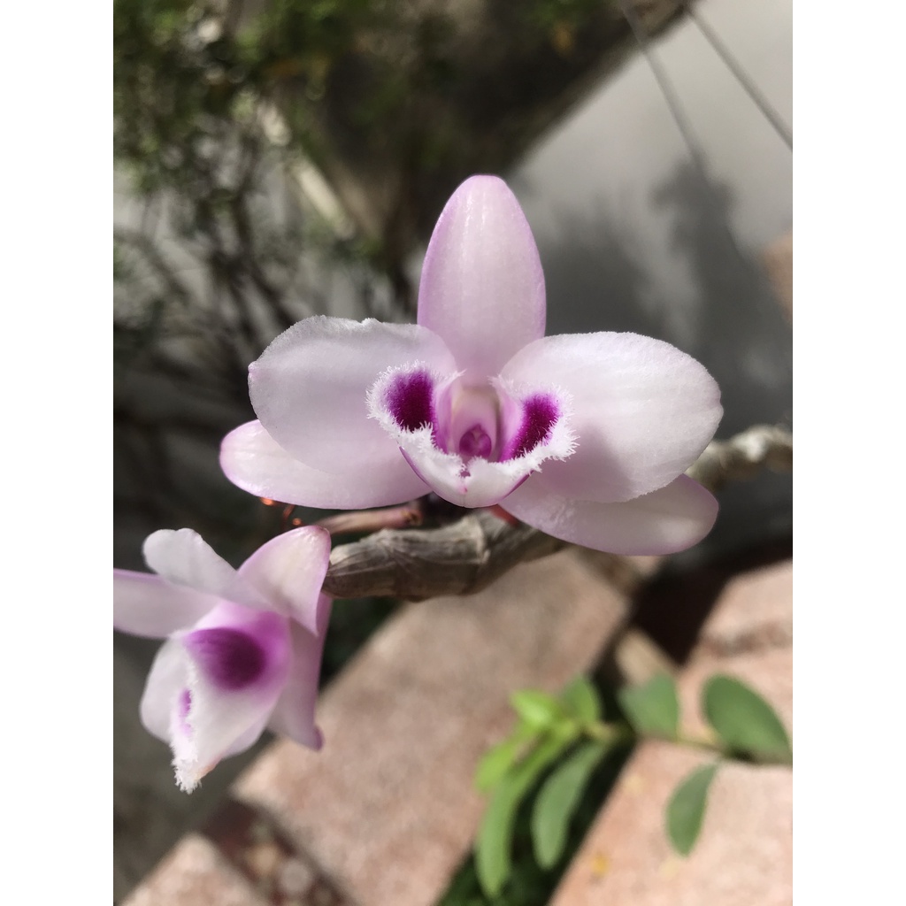 giò lan phi điệp tím cánh bầu 6 ngọn