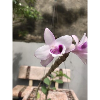 giò lan phi điệp tím cánh bầu 6 ngọn