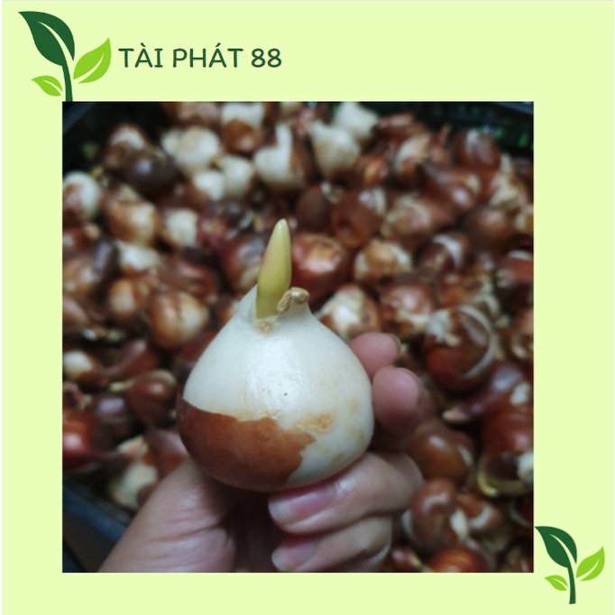 Củ hoa tulip (tuylip) được chọn màu 18 màu