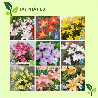 Củ huệ mưa 10 màu
