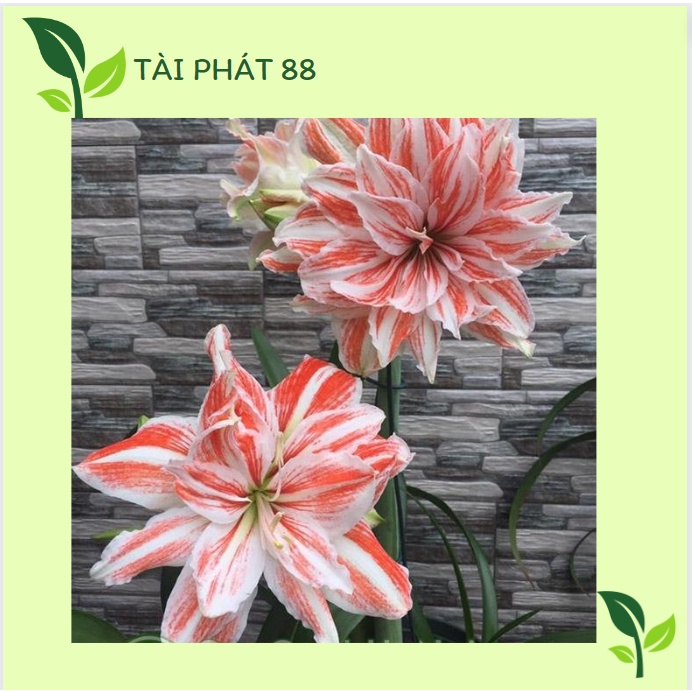 CỦ HOA LAN HUỆ TÂY CÁNH KÉP SIÊU TO