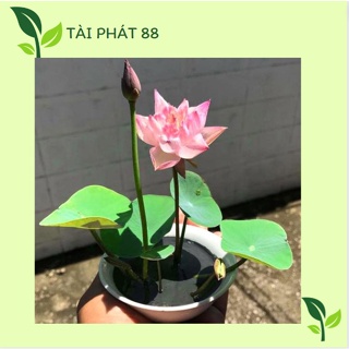 Hạt giống hoa sen mini nhật bản - 10 màu