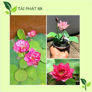 Hạt sen nhật mini - 1 gói 5 hạt mix màu