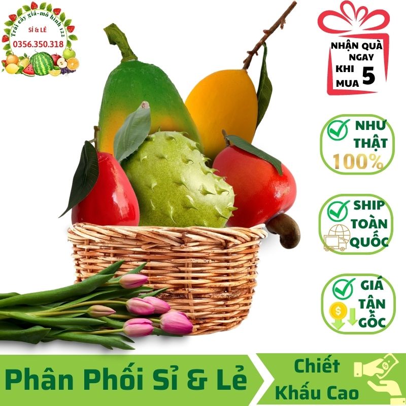 Combo 5 trái cây giả ( Cầu gai tròn, Mận, Đều Đỏ, Xoài cát, Đủ tròn ) mô hình Việt Nam công nghệ Thái Lan GIỐNG THẬT 99%