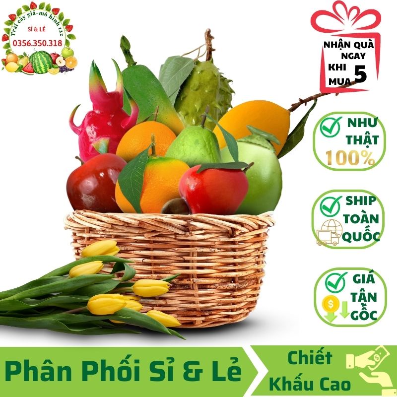 Combo 10 trái cây giả ( Thanh long, Đủ dài, Cầu gai dài, Xoài cát, Ổi , Đều, Cam mỹ, Quýt, Dừa xanh, Táo mỹ )-Trang trí