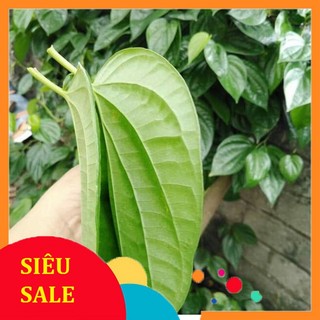 500gr lá trầu không tươi [dược liệu tuấn phát