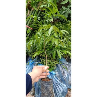 CÂY MÓC MẬT GIỐNG -CÂY DƯỢC LIỆU- CÂY GIA VỊ (40-60cm)
