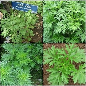 Hạt giống rau ngải cứu thảo dược  -