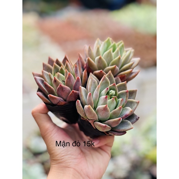 Sen mận đỏ size 6-7cm