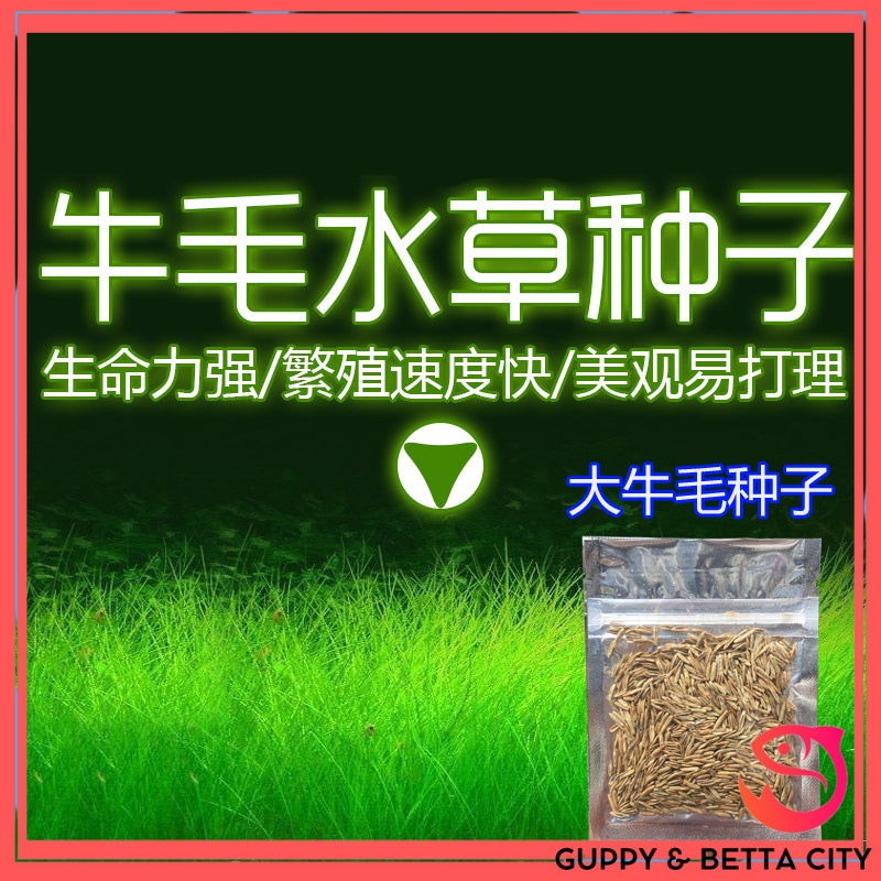 Hạt giống cây thủy sinh trân châu lá to/trân châu lá nhỏ/ngưu mao chiên cao/ngưu mao chiên lùn