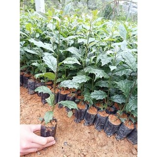 Cây giống xạ đen hòa bình - cây dược liệu