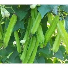 100 hạt ĐẬU RỒNG ( ĐẬU KHẾ) CAO SẢN