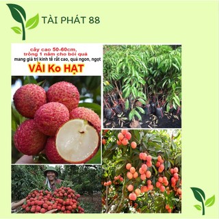 Cây giống vải không hạt 35k