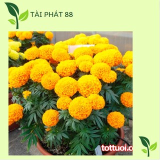 Hạt giống hoa cúc vạn thọ mỹ 50 hạt