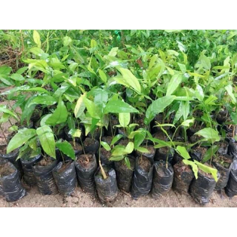 10 Cây Rau Ngót Rừng