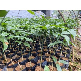 10 Cây Rau Ngót Rừng