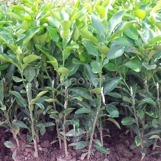 Cây giống bưởi da xanh không hạt siêu quả