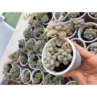 Sen đá kim tuyến size mini