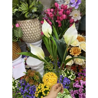 Cây hoa lan ý giả cao 50cm - 3 nhánh hoa