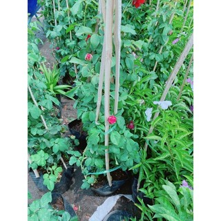 Bụi Hoa Hồng Leo(đỏ,hồng đậm,hồng nhạt)