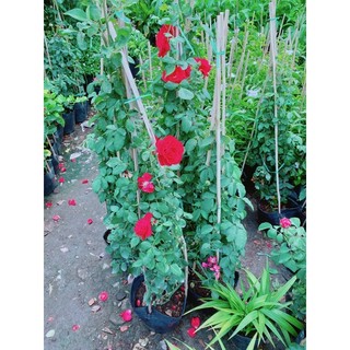 Bụi Hoa Hồng Leo(đỏ,hồng đậm,hồng nhạt)