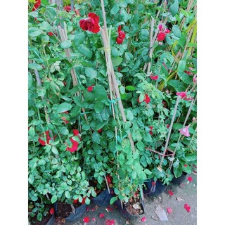 Bụi Hoa Hồng Leo(đỏ,hồng đậm,hồng nhạt)