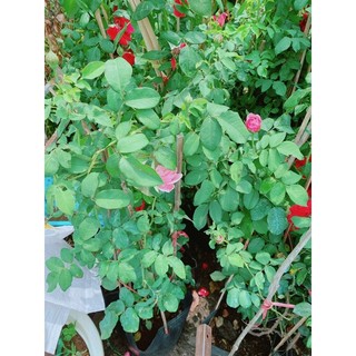 Bụi Hoa Hồng Leo(đỏ,hồng đậm,hồng nhạt)