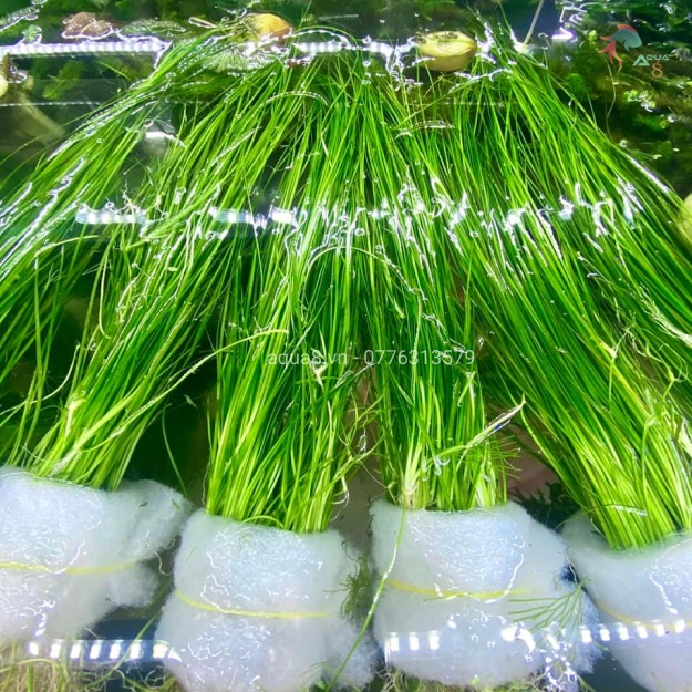 Cây Thủy Sinh CỎ CỌP dễ trồng - Cây hậu cảnh xanh đẹp