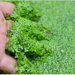 Bèo Tấm hay Bèo Cám thả trang trí hồ cá (thức ăn nuôi rùa, ốc kiểng...) thủy sinh