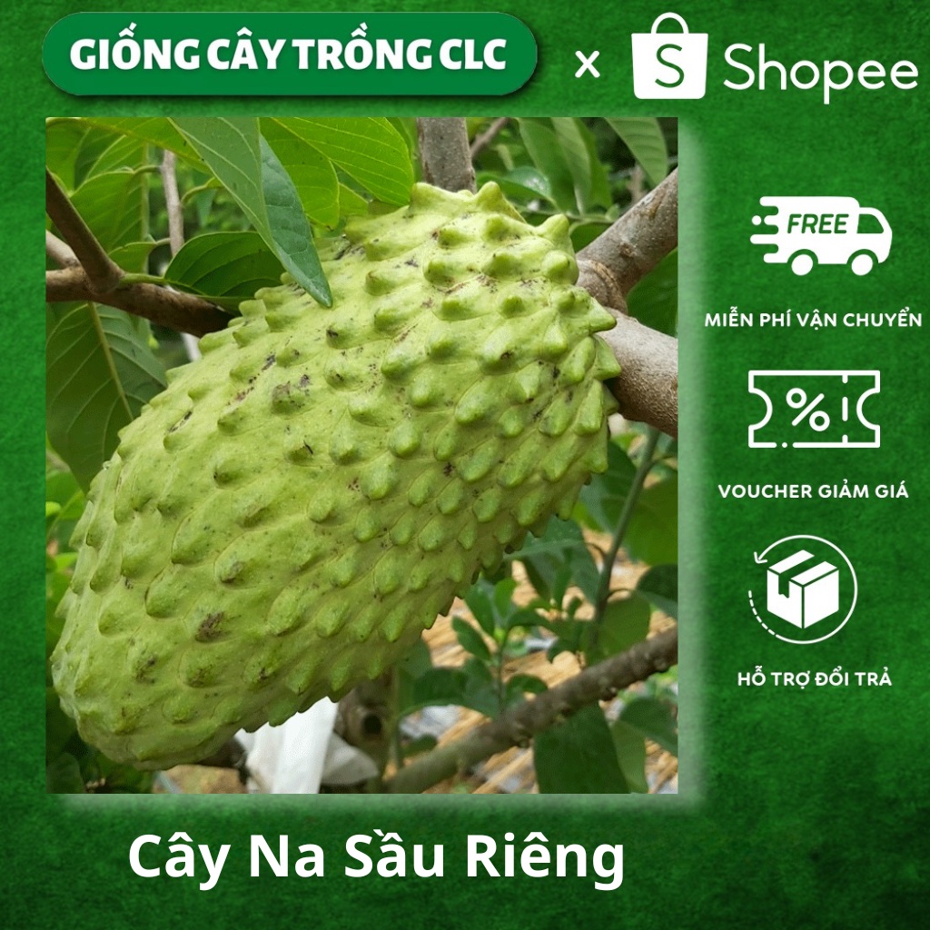 Cây Na Sầu Riêng giống chuẩn F1 cho trái khổng lồ nức mùi sầu riêng siêu chất lượng