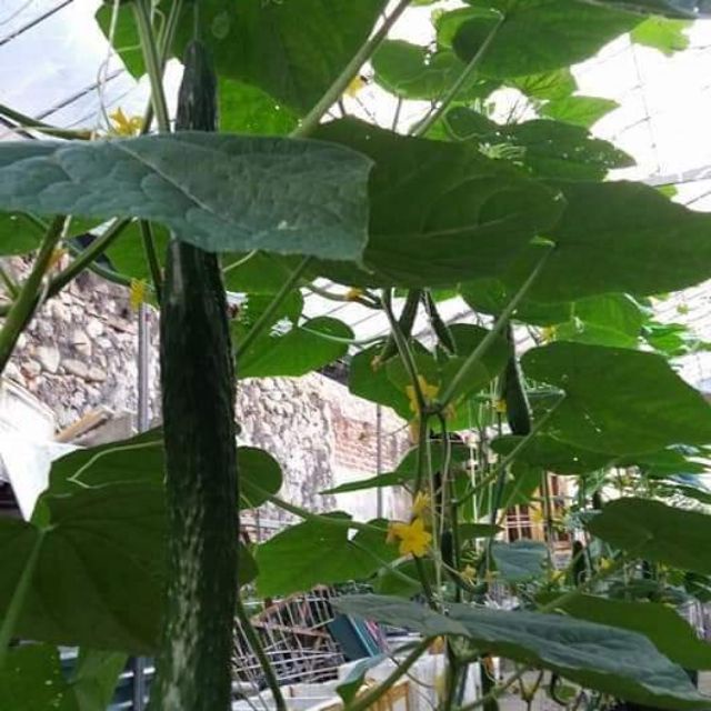 Hạt giống dưa leo trái dài 20 hạt