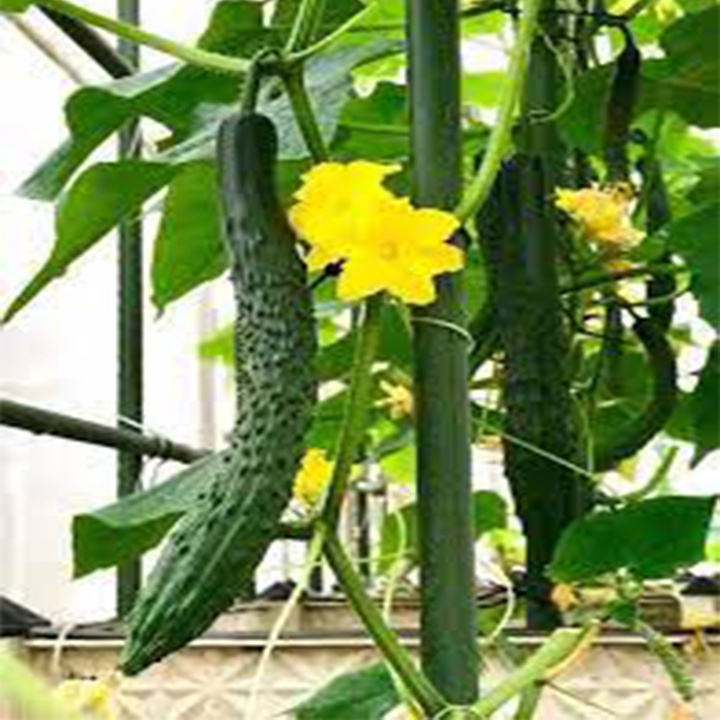 Hạt giống dưa leo trái dài 20 hạt