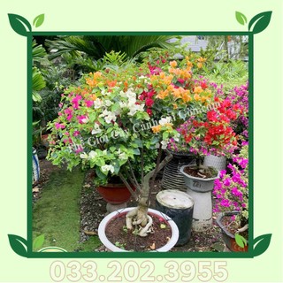 5 cây giấy ngũ sắc