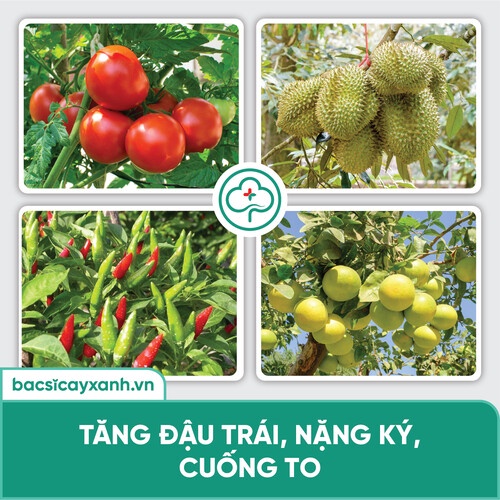 SIÊU LÂN 60 GIỮ HOA LÂU TÀN