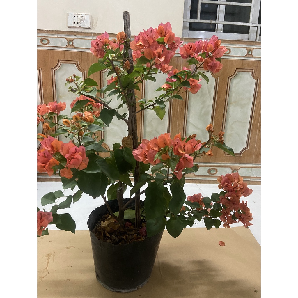 SIÊU LÂN 60 GIỮ HOA LÂU TÀN