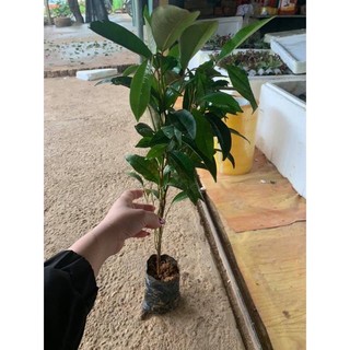 CÂY VÚ SỮA MICA thơm ngon, vỏ mỏng