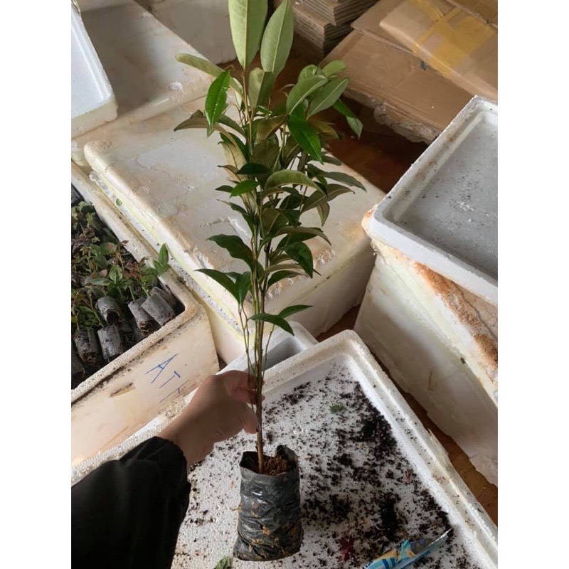 CÂY VÚ SỮA MICA thơm ngon, vỏ mỏng