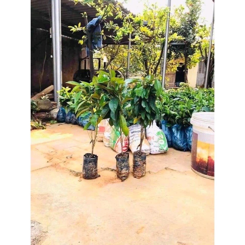 CÂY VÚ SỮA MICA thơm ngon, vỏ mỏng
