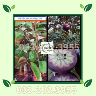 Cây vú sữa mica thơm ngon, vỏ mỏng
