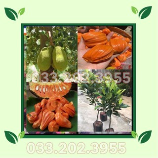 Cây mít thái ruột đỏ ra quả sớm