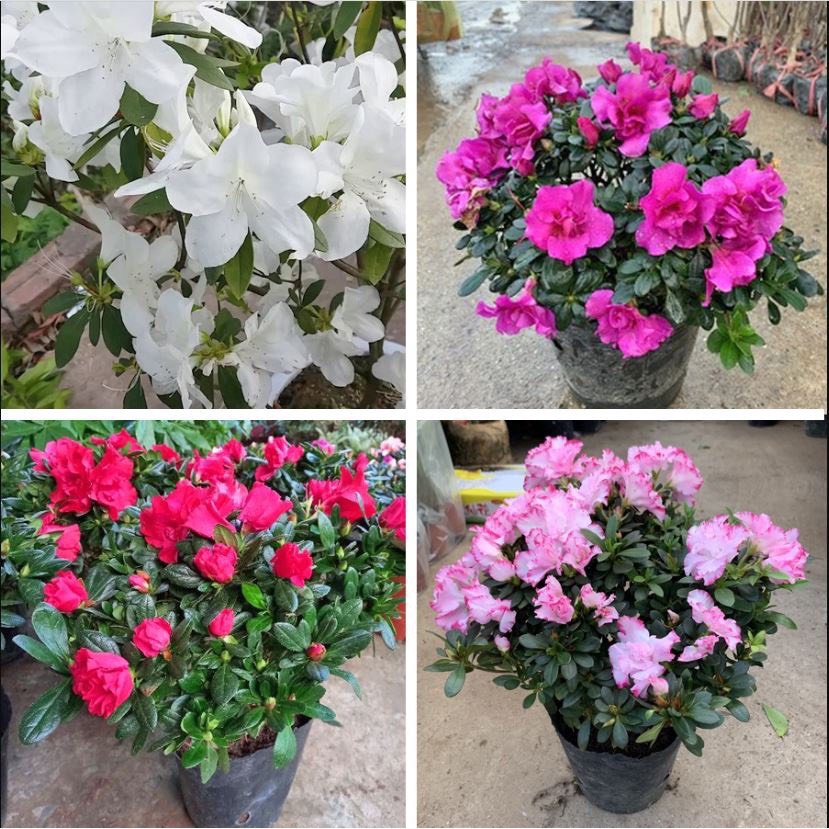 Combo 5 cây đỗ quyên sắp ra hoa