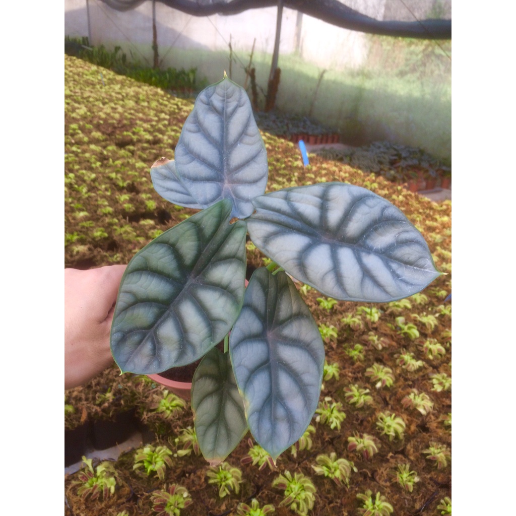 Cây rồng bạc, Silver Dragon, Alocasia, kiểng lá, trang trí bàn làm việc, nhà cửa, sân vườn