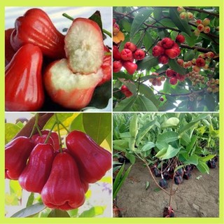 Cây giống roi đỏ Thái Lan ( mận đỏ An Phước) không hạt