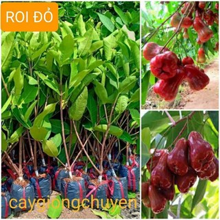Cây giống roi đỏ Thái Lan không hạt