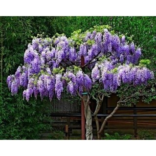 Tử đằng thân gỗ cao 70cm - 1 mét