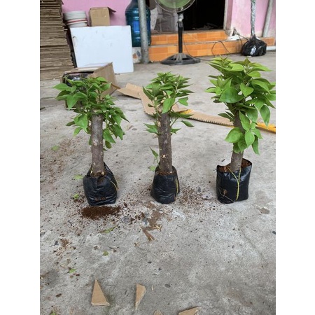 CÂY GIỐNG HOA GIẤY THÁI CÁNH KÉP